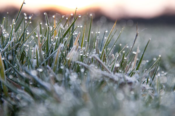 Газон зимой