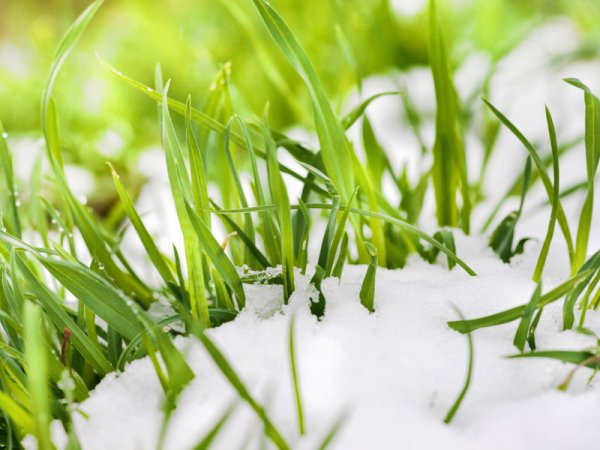 Озимые травы