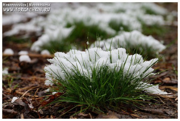 Весна первая трава