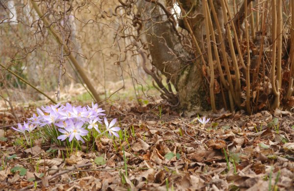Трава в лесу весной