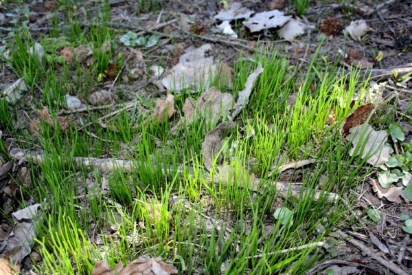 Первая Весенняя трава
