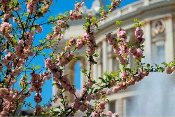 Одесса цветет