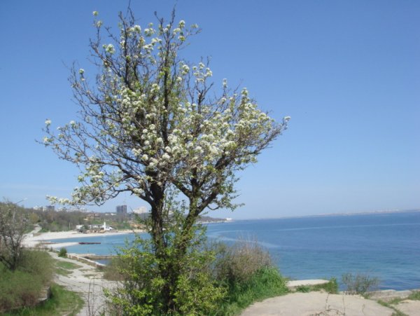 Одесса весной