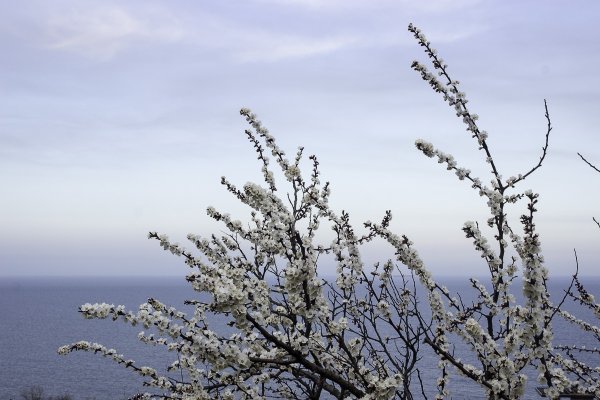 Одесса Весенняя Цветущая