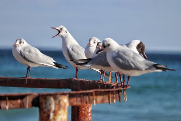 Одесская природа