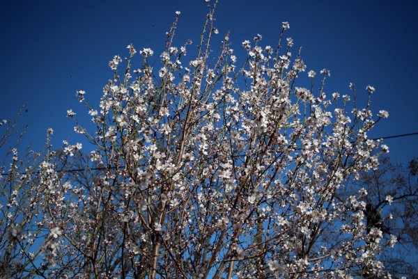 Одесса Цветущая Акация