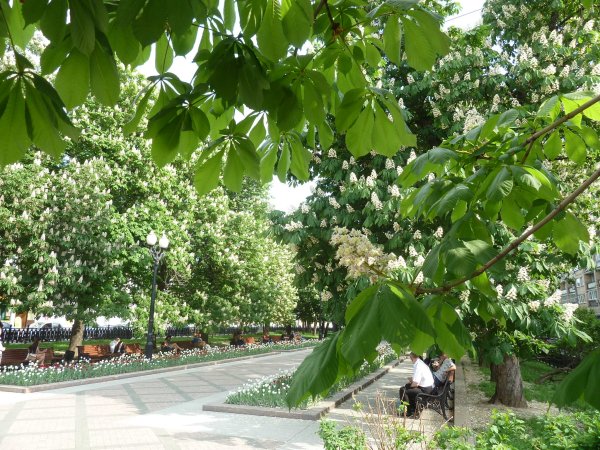 Александровский сад Санкт-Петербург сирень