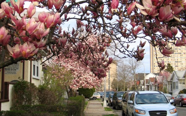 Памятник Севастополь цветение миндаля