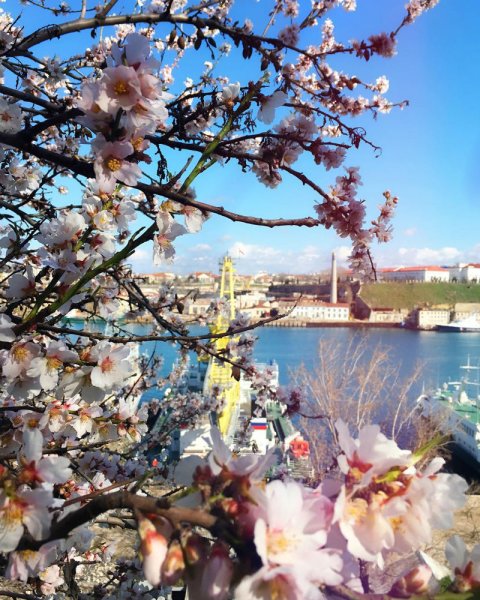 Цветущий Яблоневый сад весной