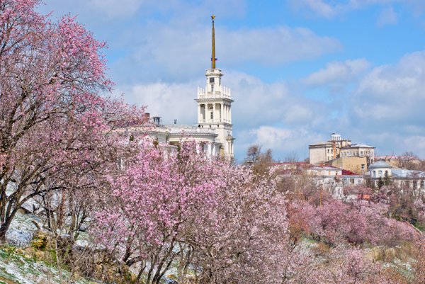 Крым Мимоза цветет