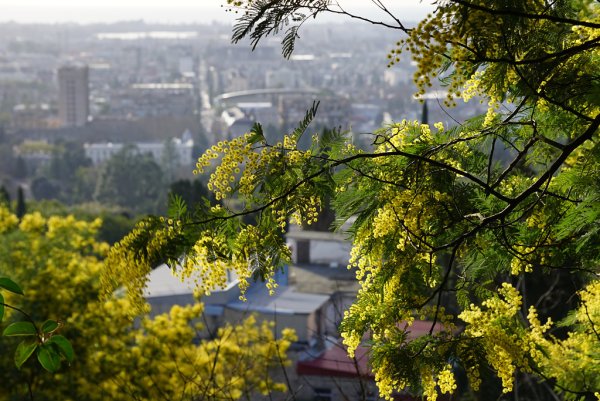 Миндаль парк Чаир