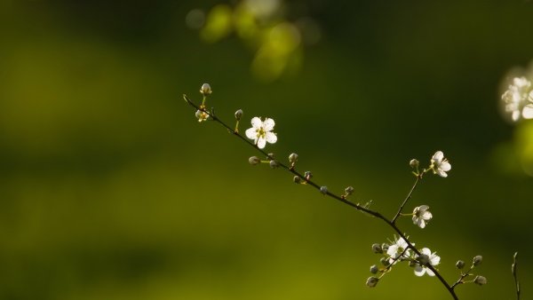 Весна на рабочий стол