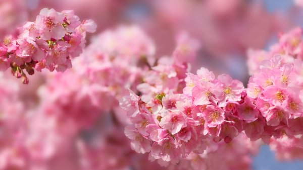 Весенние фотообои