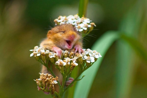 Животные в ромашках