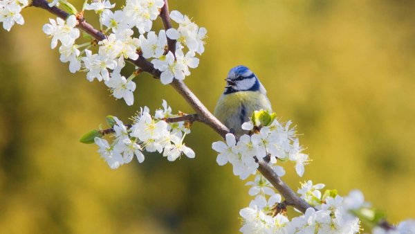Птицы весной