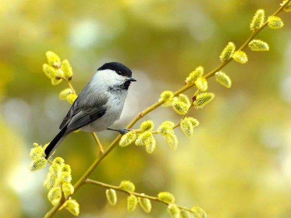 Пухляк птица года 2017