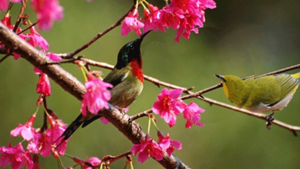 Птицы поют гиф