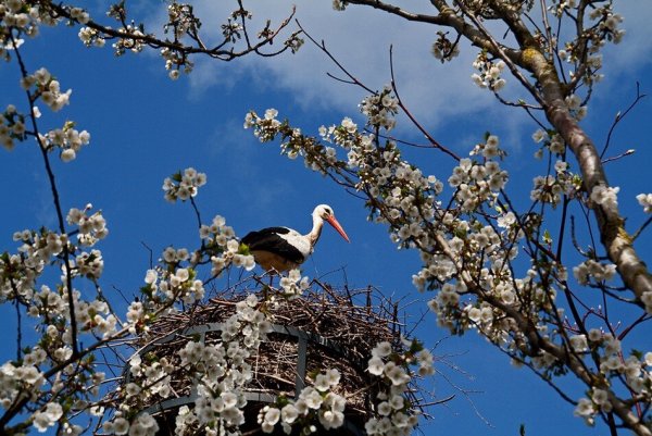 Аисты Весна