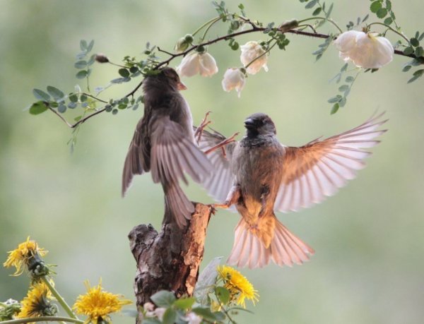 Птицы радуются весне