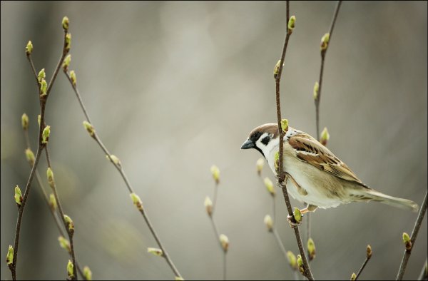 Весна птицы