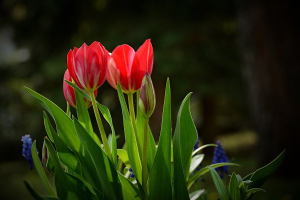 Тюльпан mosni