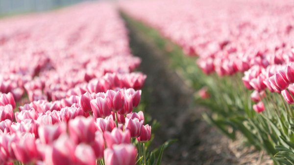 Цветы тюльпаны