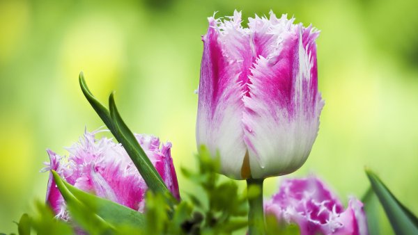 Мелкоцветные тюльпаны