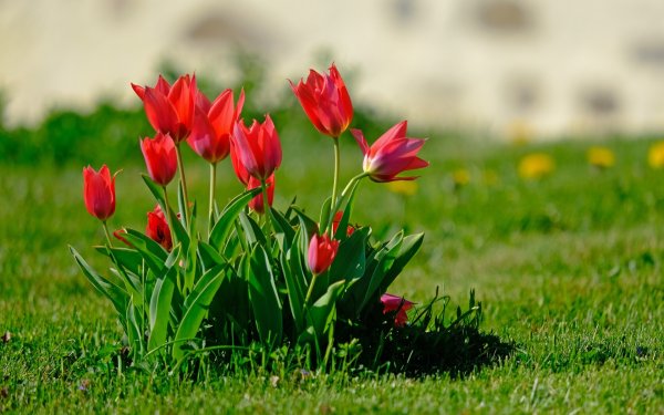 Весенние цветы