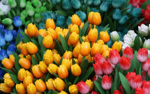 Цветы тюльпаны