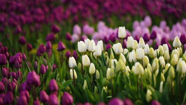 Красивая Весна