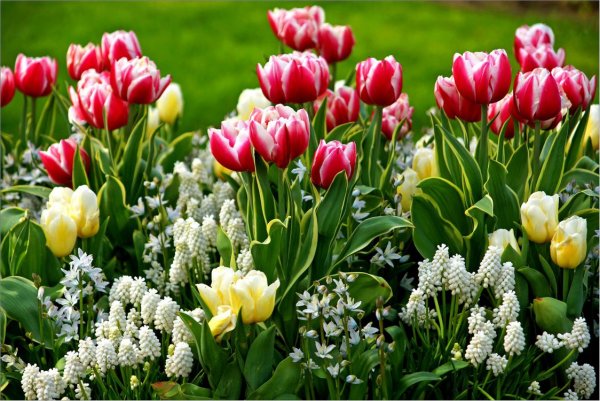 Весна тюльпаны нежные