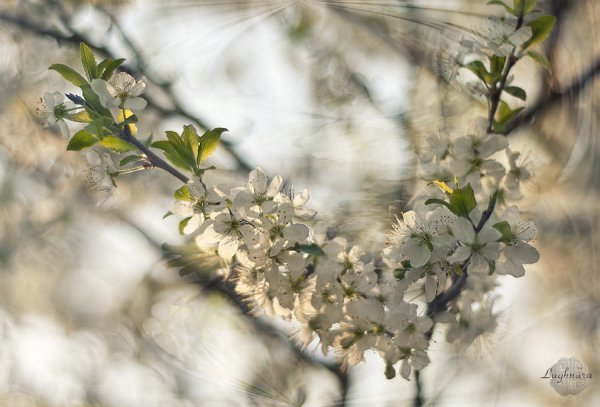 Весенний бзик