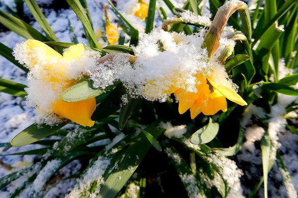 Причуды весны