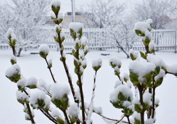 Весенний каприз