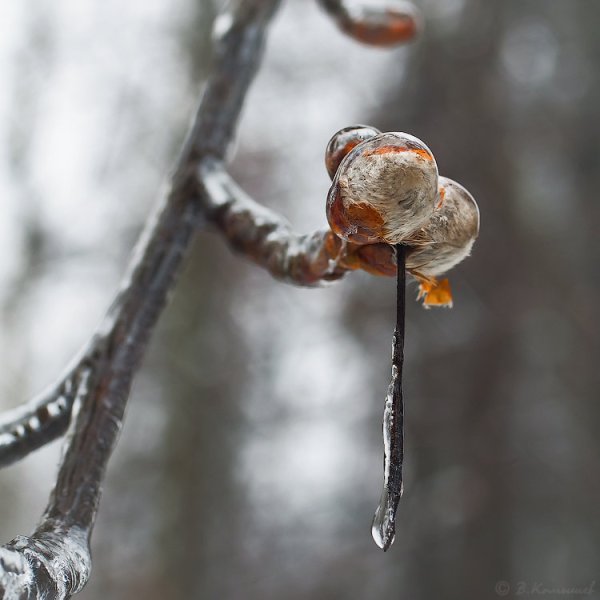Весенний бзик
