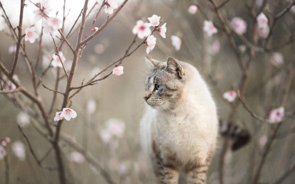 Весенний кот