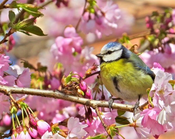 Лазоревка весной