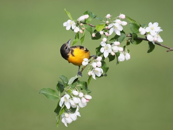 Птицы на цветущей яблоне