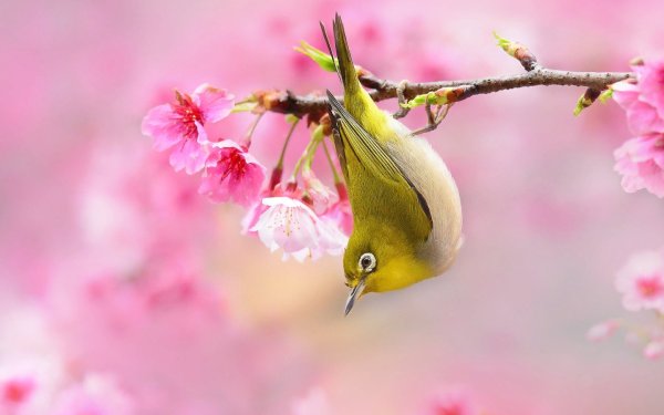 Красивые птицы весной