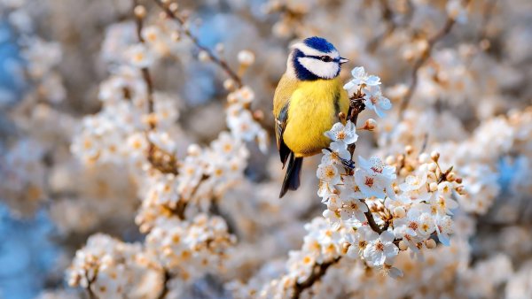 Ранняя Весна птички