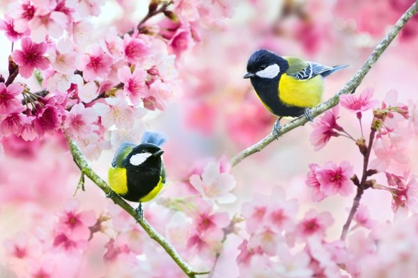 Птица на цветущей ветке