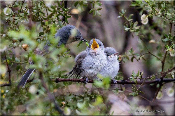Соловей Соловей Пташечка