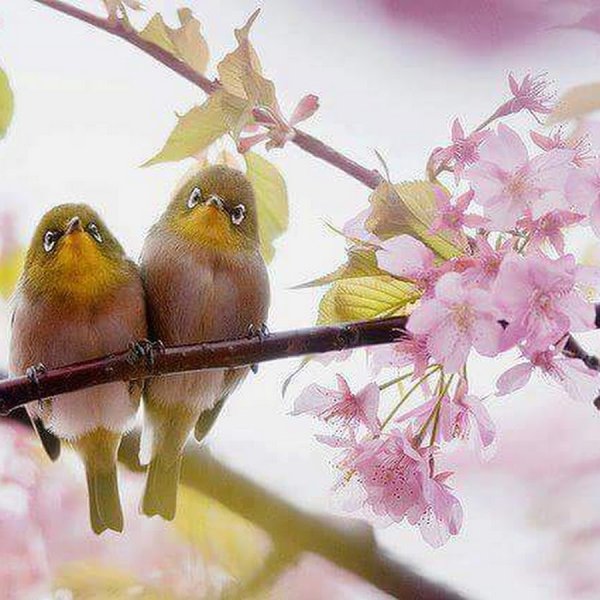 Птицы весной