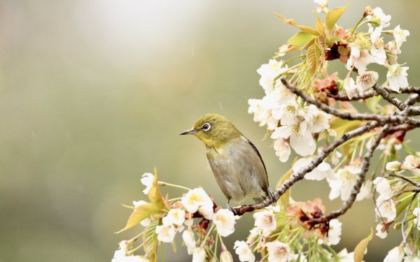 Синица лазоревка весной