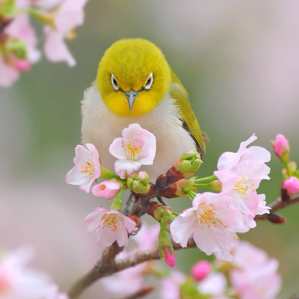 Красивые весенние птицы