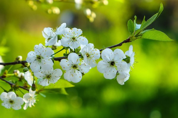 Природа в мае