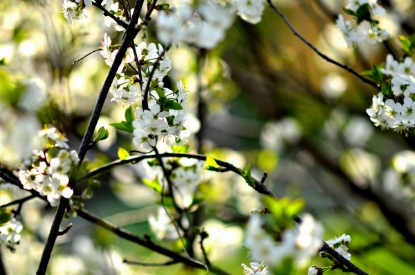 Цветущий май