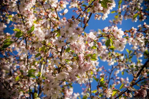 Май природа