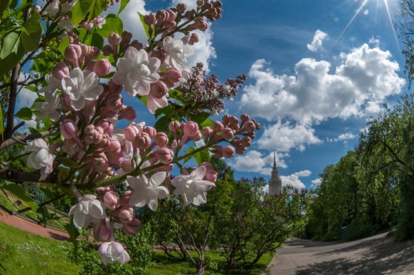 Природа в мае