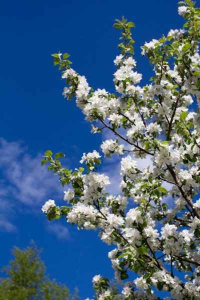 Май природа